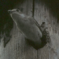 Abflug eines Trauerschn&auml;ppers vom Nest