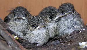 4 junge Trauerschn&auml;pper