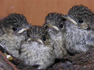 4 junge trauerschn&auml;pper