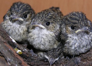 3 kleine Trauerschn&auml;pper sitzen auf einem vierten