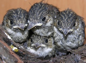 Trauerschn&auml;pper Nestlinge