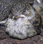 schlafender Trauerschn&auml;pper