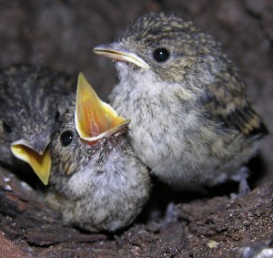 Trauerschn&auml;pper Nestlinge