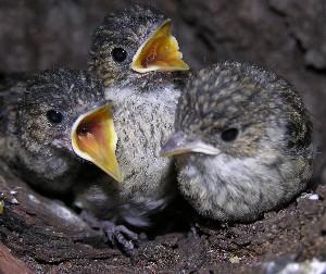 Trauerschn&auml;pper Nestlinge
