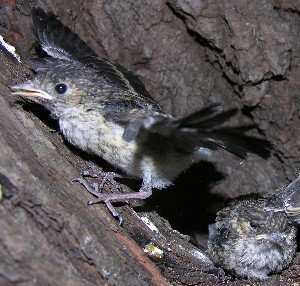 junger Trauerschn&auml;pper macht Flug&uuml;bungen