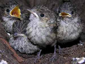 4 kleine Trauerschn&auml;pper betteln nach Futter
