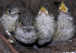 kleine Trauerschn&auml;pper, Handaufzucht