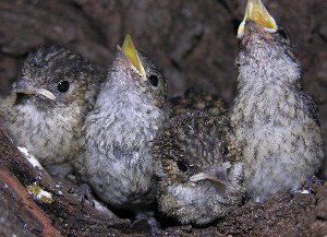 kleine Trauerschn&auml;pper, Handaufzucht