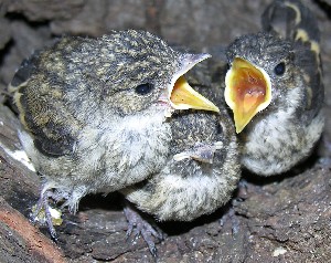 kleine Trauerschn&auml;pper, Handaufzucht