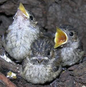 kleine Trauerschn&auml;pper, Handaufzucht
