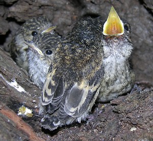 kleine Trauerschn&auml;pper, Handaufzucht