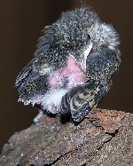 der kleinster der 5 Trauerschn&auml;pper putzt sich endlich einmal