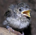 der kleinste der 5 Trauerschn&auml;pper krkehlt am meisten