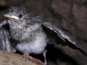 kleiner Trauerschn&auml;pper bei seinen ersten Flug&uuml;bungen