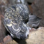 junger Trauerschn&auml;pper
