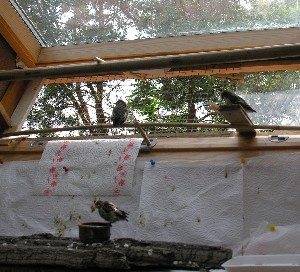 Trauerschn&auml;pper zur Auswilderung an einem Dachgescho&szlig;fenster