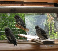 Trauerschn&auml;pper zur Auswilderung an einem Dachgescho&szlig;fenster