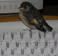 Junger Trauerschn&auml;pper auf der Tastatur eines PC zum Kot eingeben