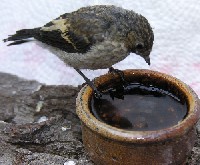 Junger trauerschn&auml;pper trinkt aus einer kleinen Vogeltr&auml;nke