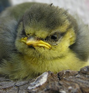 Fundsache aus dem Wald, dein Blaumeisenk&uuml;cken