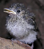 junger Trauerschn&auml;pper