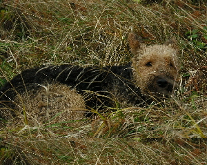 Airedale Anton getarnt