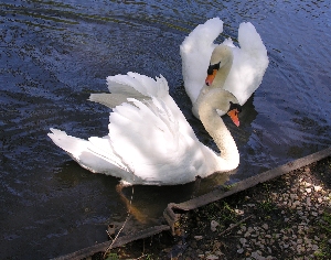 H&ouml;ckerschw&auml;ne und Eisenschwelle
