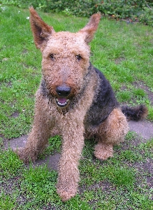 Airedale