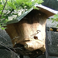 Hohler Stamm