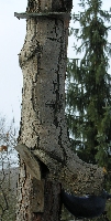 Hohler Stamm als Nisthilfe