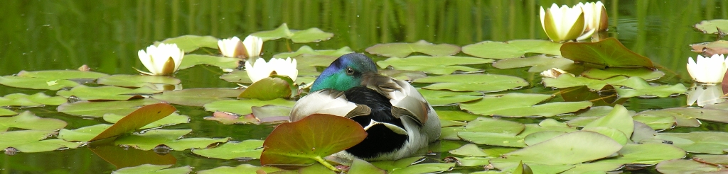 Stockente im Seerosenbeet