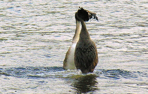 Haubentaucher bei der Hochzeit
