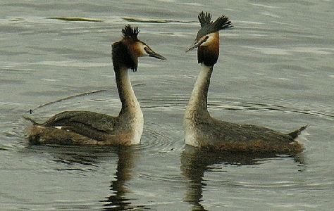 Haubentaucherhochzeit