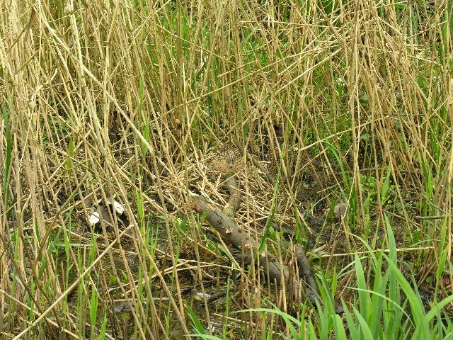 gut getarnte Stockente an der Rahlau in Hamburg