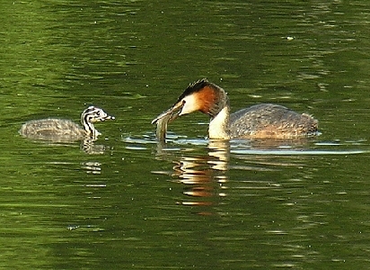 Haubentaucher mit Fisch f&uuml;r den Nachwuchs