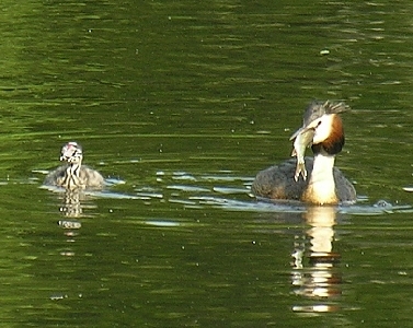Haubentaucher bringt einen gro&szlig;en Fisch f&uuml;r den Nachwuchs