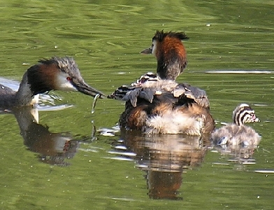 Haubentaucher f&uuml;ttert seinen Nachwuchs mit Fisch