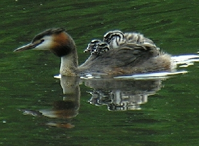 Haubentaucher mit Nachwuchs im Gefieder