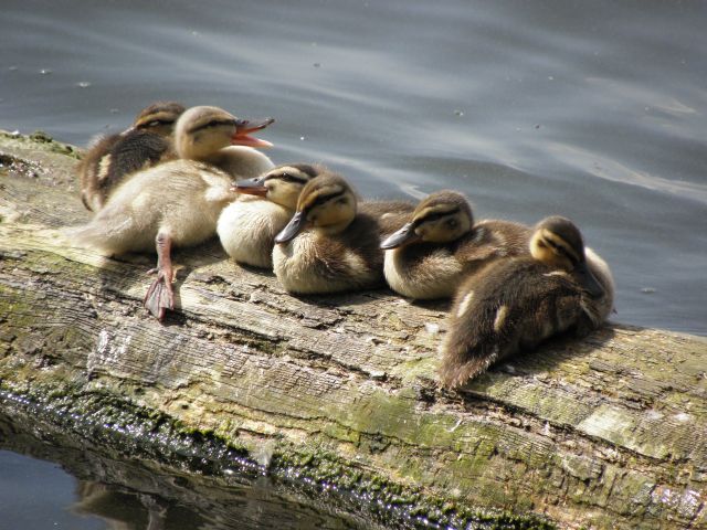 Junge Stockenten an der Innenalster in Hamburg