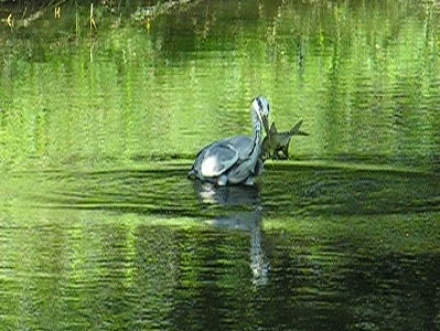 Reiher mit zu gro&szlig;em Fisch