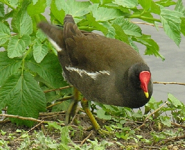 Teichhuhn