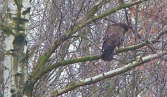 Bussard am Jenfelder See