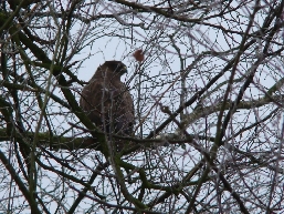 Bussard auf der Lauer