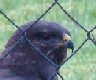 Bussard mit Beute