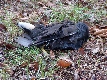 vom Bussard am Jenfelder Moorsee geschlagenes Teichhuhn