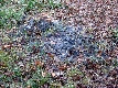 vom Bussard gearupftes Wasserhuhn am Jenfelder Moorsee