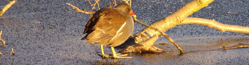 Teichhuhn genie&szlig;t die Morgensonne am zugefrorenen Jenfelder Moorsee