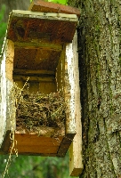 Torloser Nistkasten mit Nest