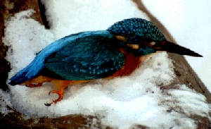 Toter Eisvogel im Schloßpark Sanssouci