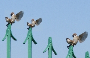 alle voegeln sind schon da
